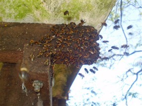 Temporada de calor  aumenta registros de ataques de abelhas em residências de Maringá. Em média são 20 ocorrências por dia